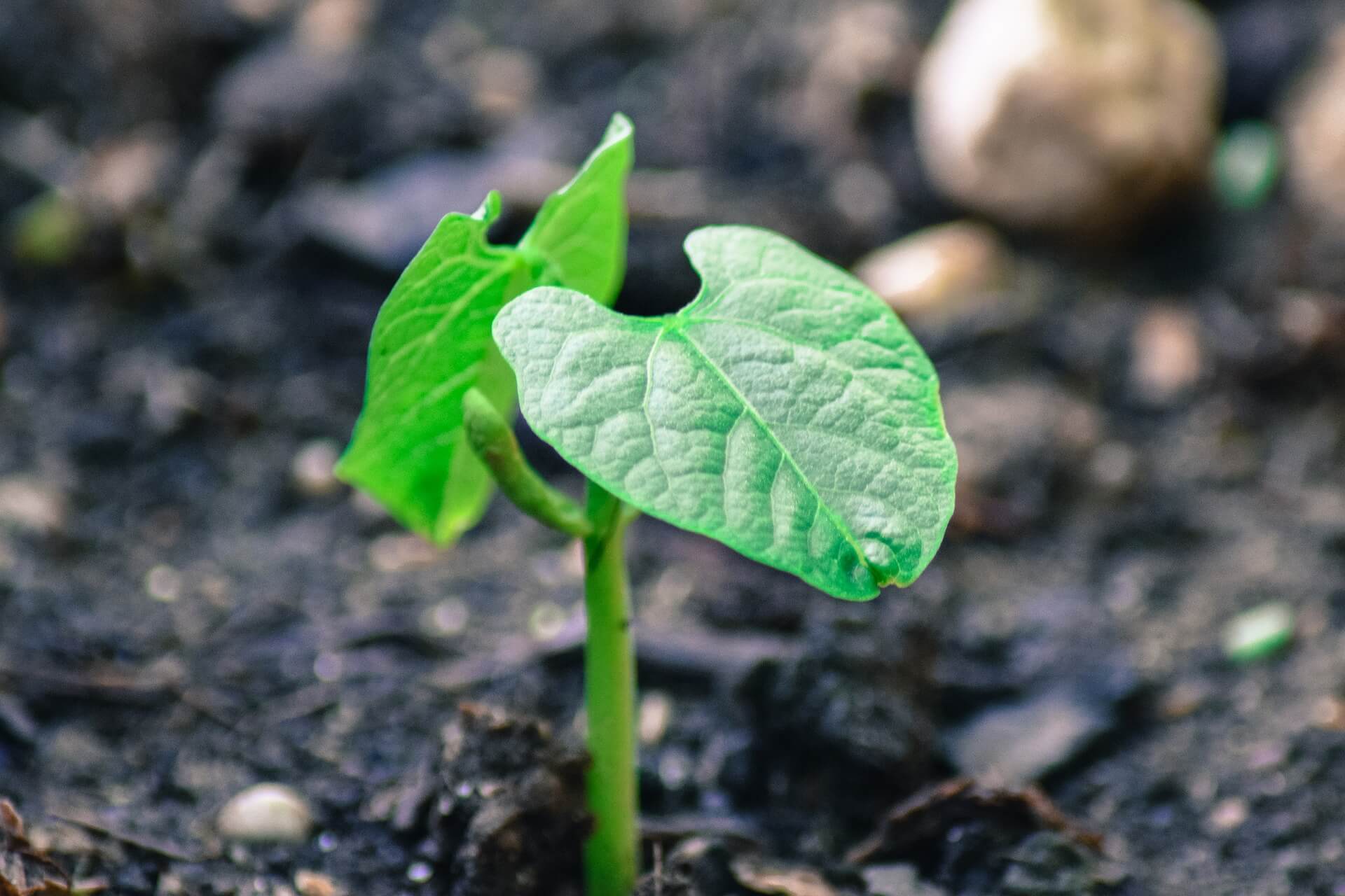 Bean plant. Проросток фасоли. Ростки фасоли. Проросток Боба. Проросток растения.